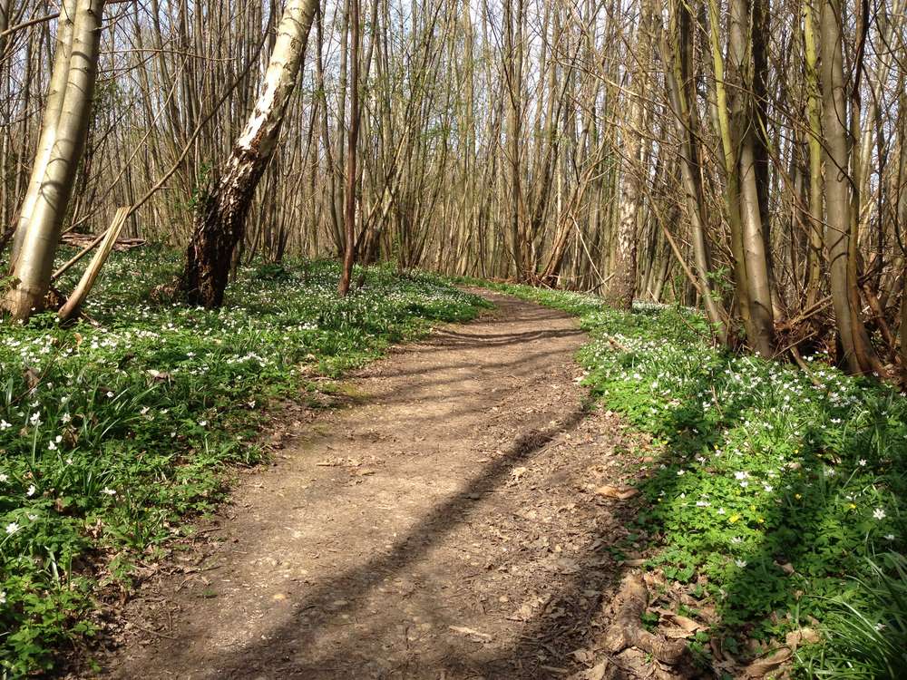 VANDALISM at FARNINGHAM WOODS