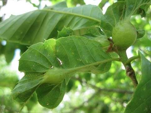 oscg_leaf_galls
